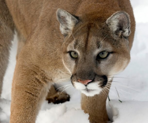 Cougar in Snow